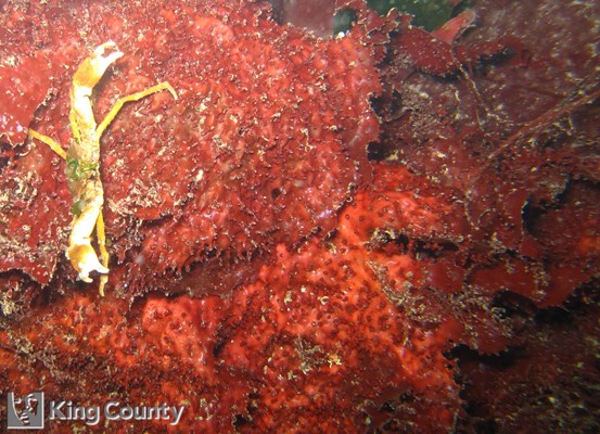 Photo of Chondracanthus exasperatus